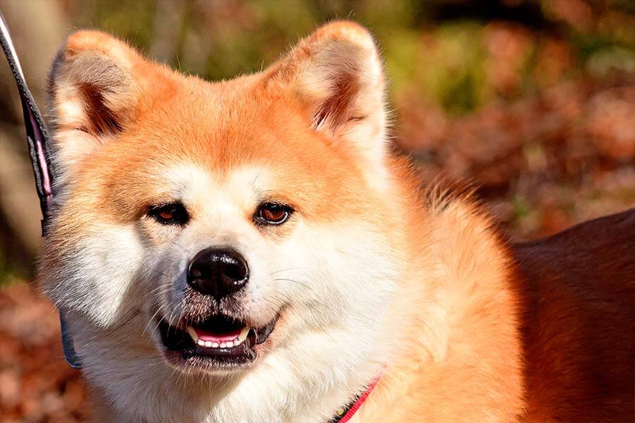 what foods can kill dogs 5 foods that can kill your what foods can kill dogs 5 foods that can kill your