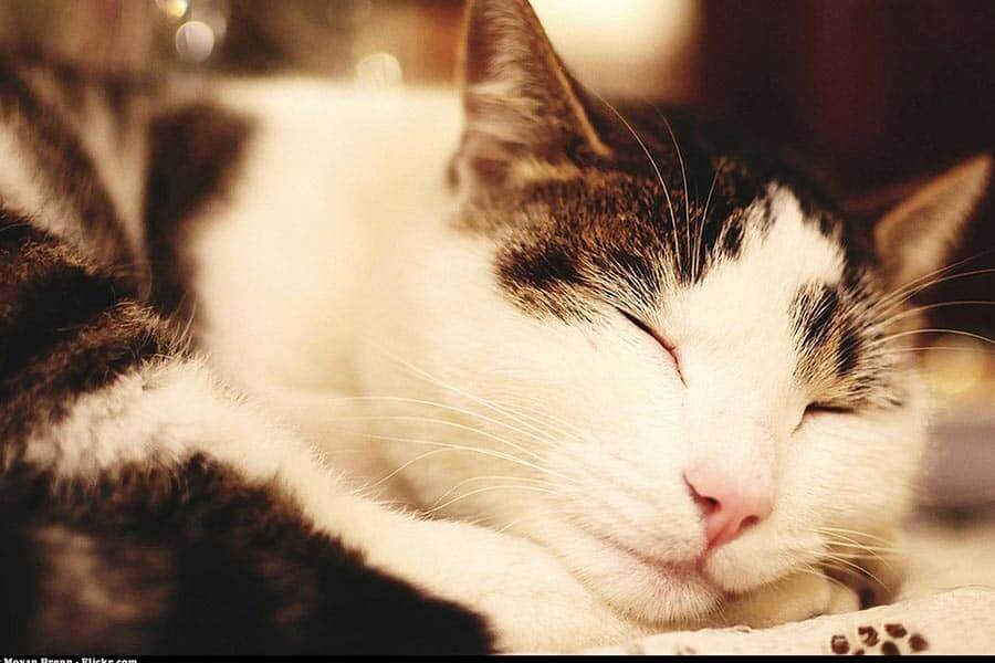 how long cats live How Long Do Cats Live? – Life Span Of Cats