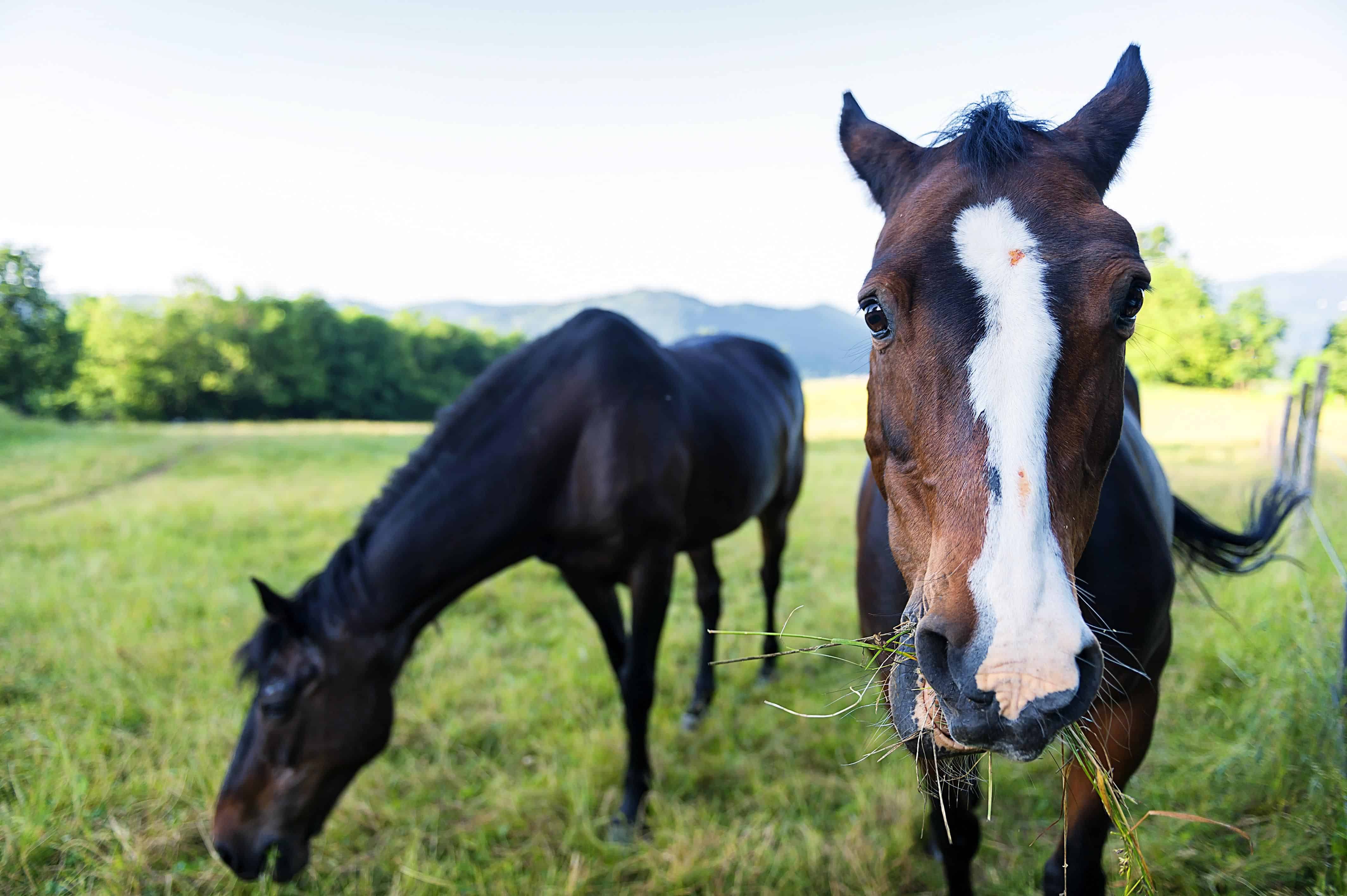 How Much Does It Cost to Own A Horse?