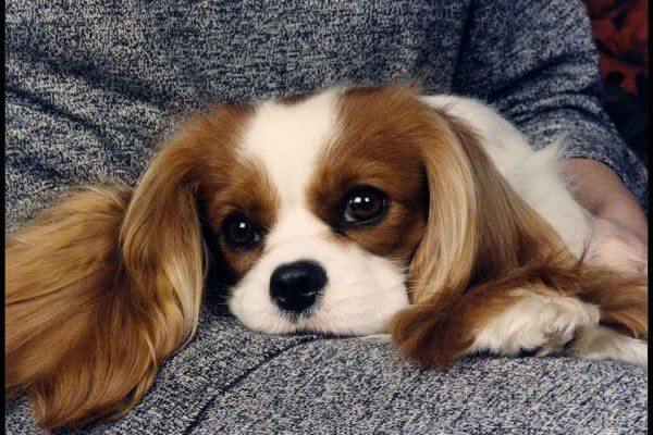 Cavalier King Charles Spaniel