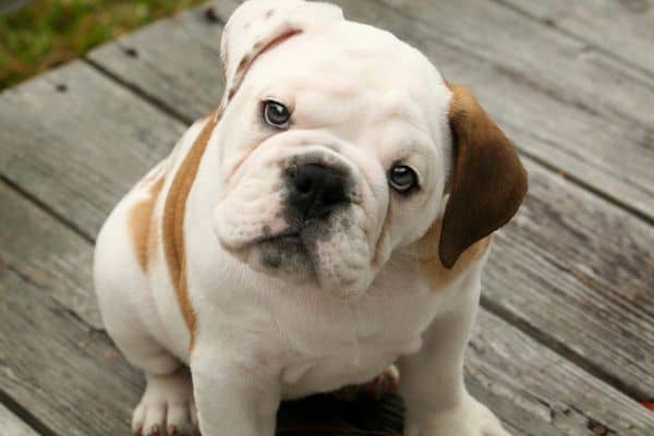 English bulldog English bulldog