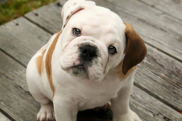 English bulldog