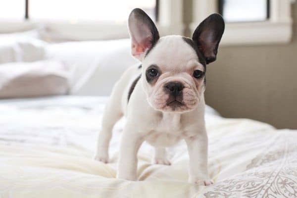 French Bulldog