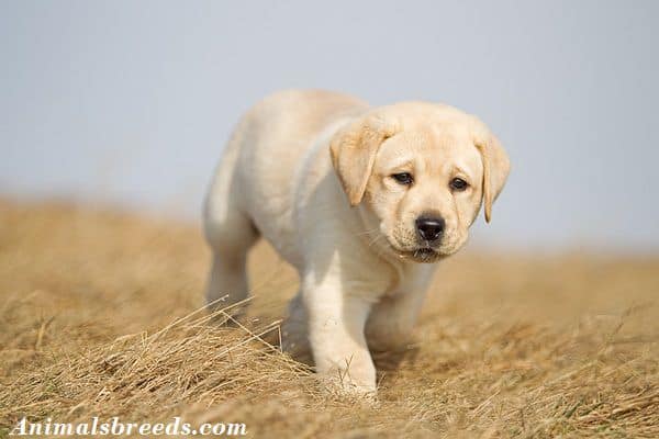 Labrador Retriever