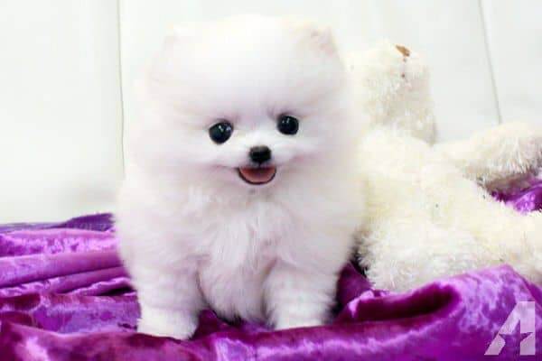 Pomeranian Pomeranian