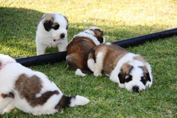 Saint Bernard Saint Bernard