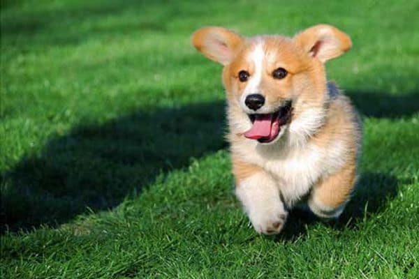 corgi