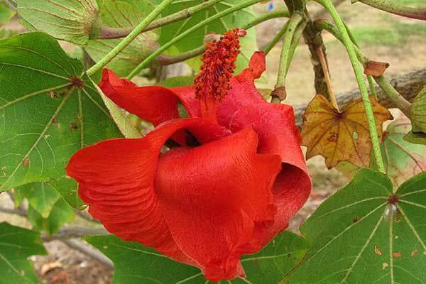 World’s 20 Most Rare Flowers