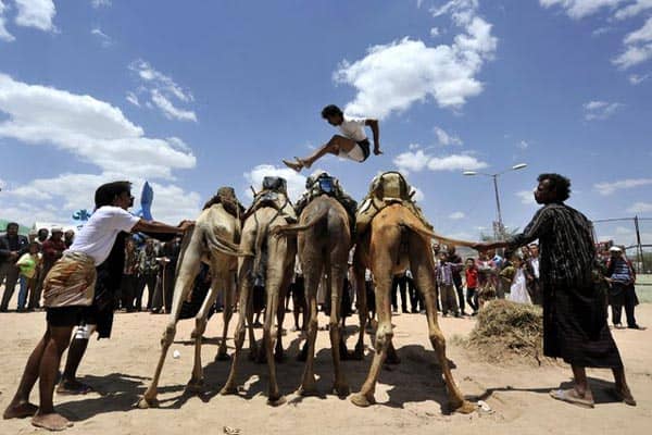 camel jumping