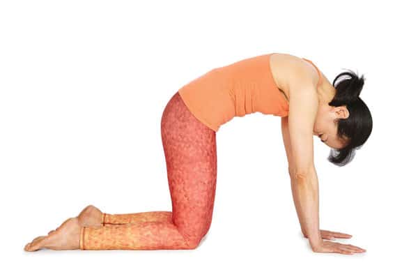 Cat Stretch yoga yoga poses for better sex