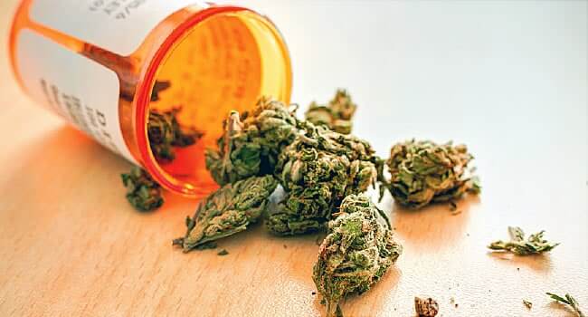 Juicing Cannabis13 Juicing Cannabis13