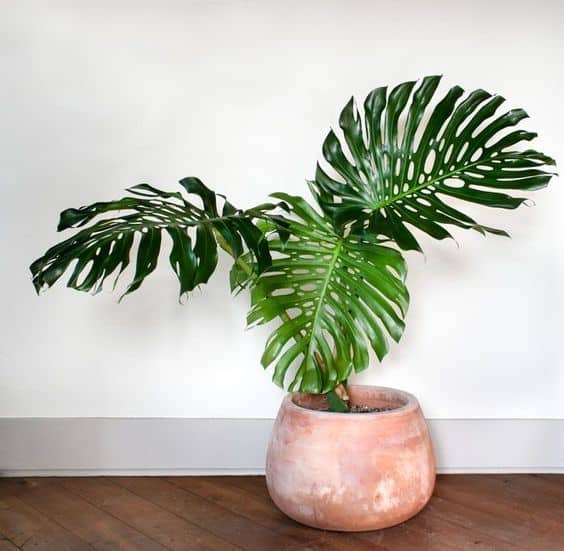 Potted Plant Best Birthday Gifts To Choose