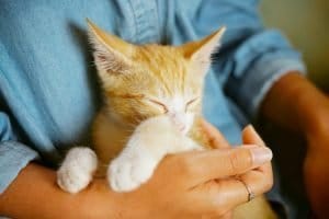 Taking Your Cat to the Vet for the First Time: What You Need to Know!