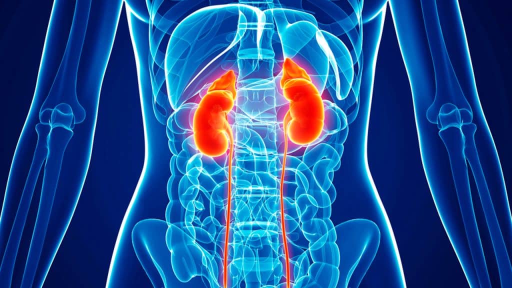About Kidney Cancer