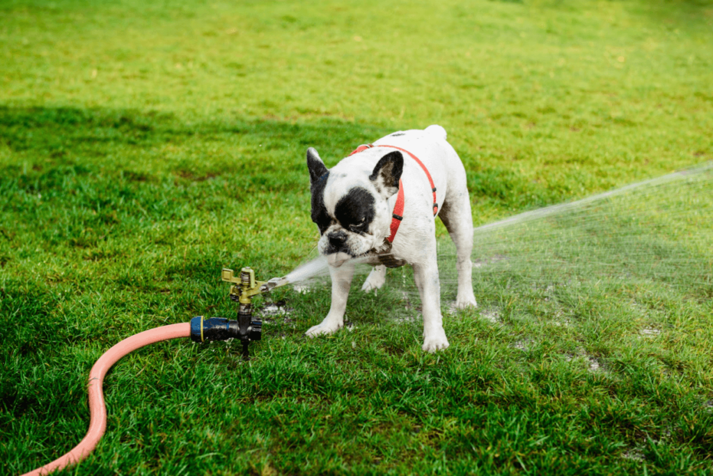 dog playing