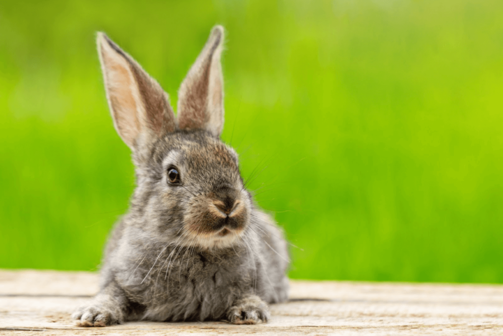 rabbit