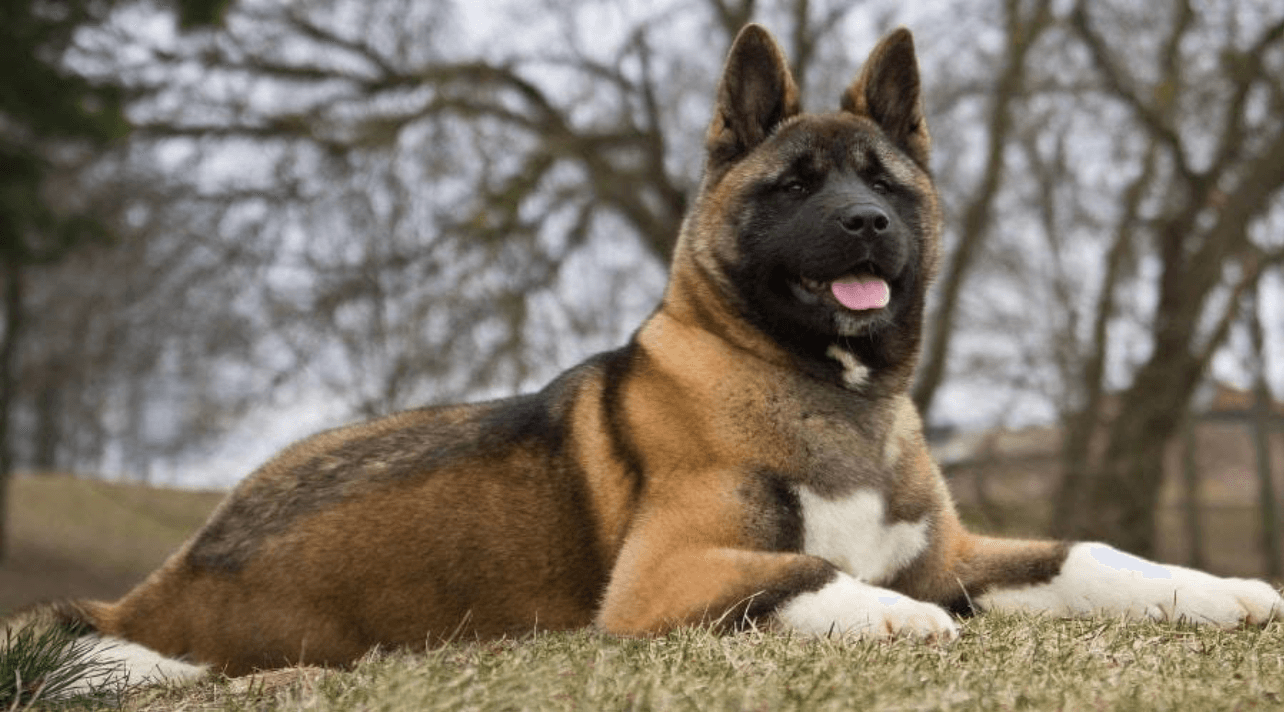 American Akita Dog 01