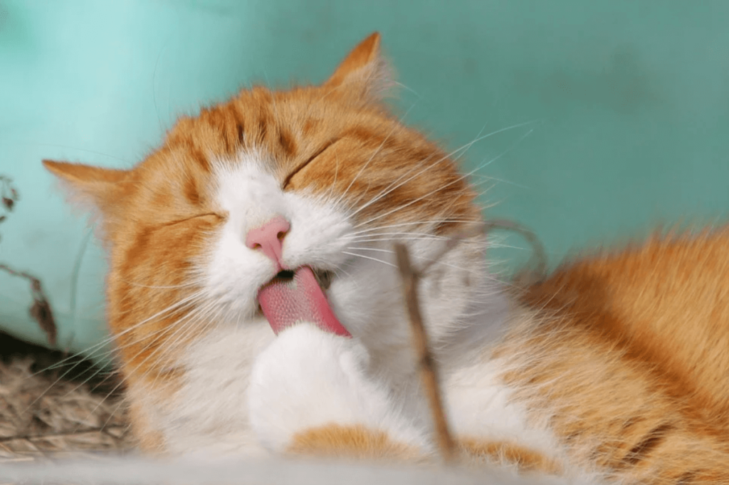 cat licking