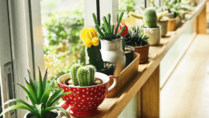 Growing Succulents Indoors? Here’s How To Keep Them Healthy