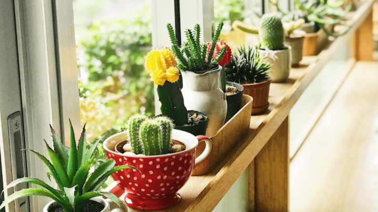 green cacti