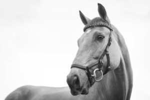 How to Take Proper Care of Your Horse