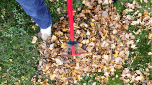 raking-fall-autumn-leaf