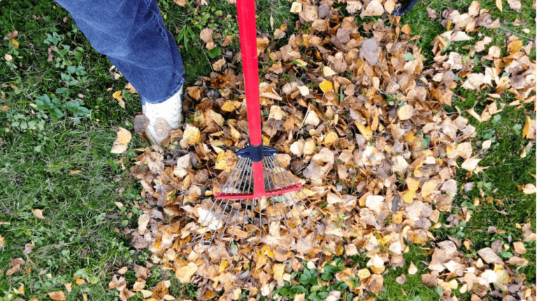 raking fall autumn leaf