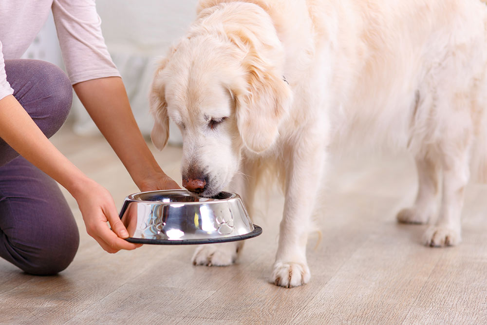 7 Best Dog Foods for Allergies