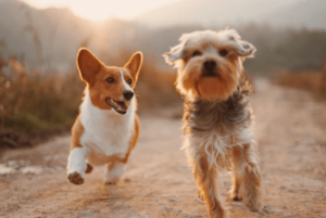Dog Essentials: Everything Your Pet Needs To Live A Happy Life