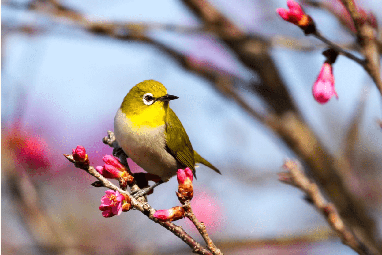 7 Easy Tips To Attract Birds To Your Backyard