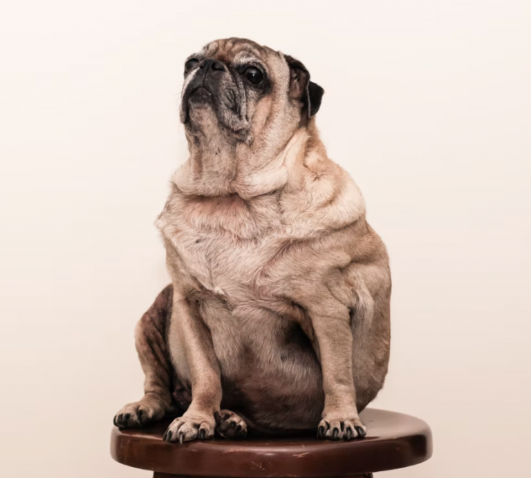 Is Your Pet Obese? Check Our Guide on Pet Weight Loss