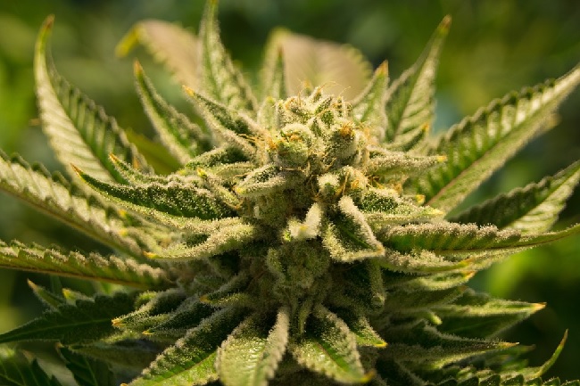 cannabis cannabis