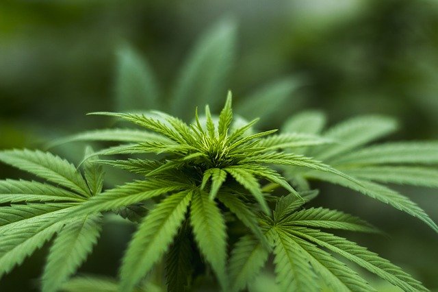 herb g907d01325 640 Delta-9