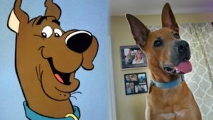 All About Great Danes & Scooby-Doo