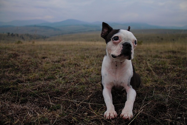 A dog sitting on the grass.