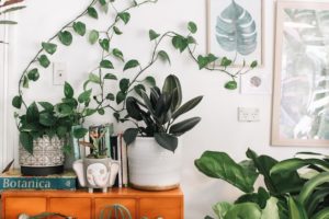 8 Things You Need to Grow Beautiful Plants Indoors