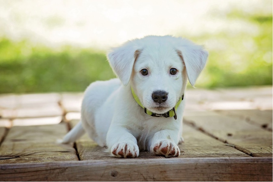 A white dog sitting on a bench.