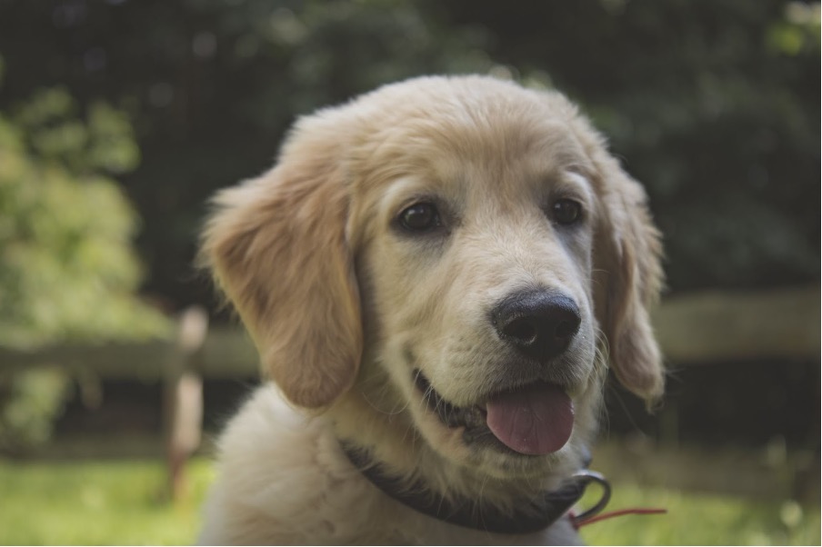 A brown dog sitting with tongue out.