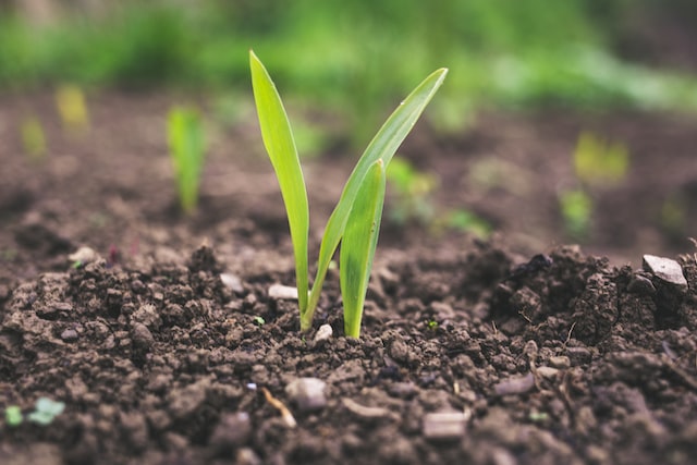 A small plant sprouting out of the soil.