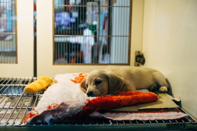 A dog sleeping in his house.