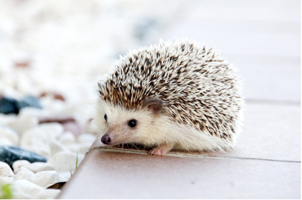 Picture 1 4 Cute Exotic pet.