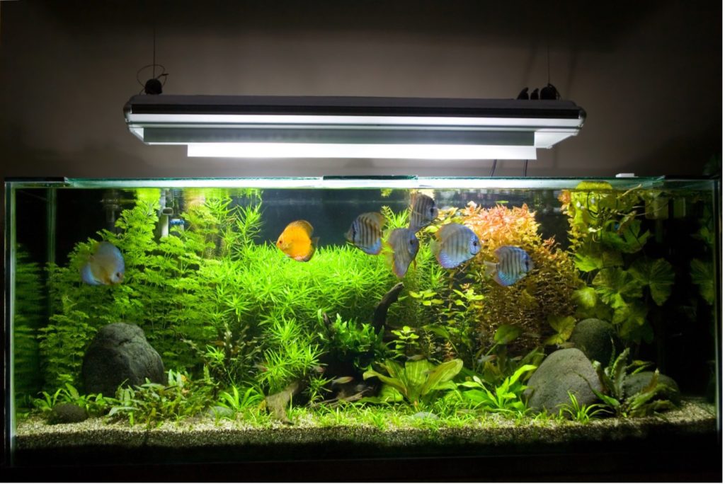 Home Aquarium.