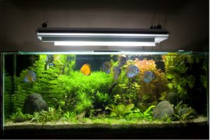 How Can You Set Up a Home Aquarium?