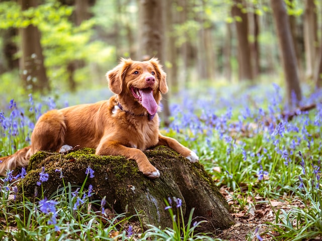 jamie street wcO2PWLuQ3U unsplash Dog Barking