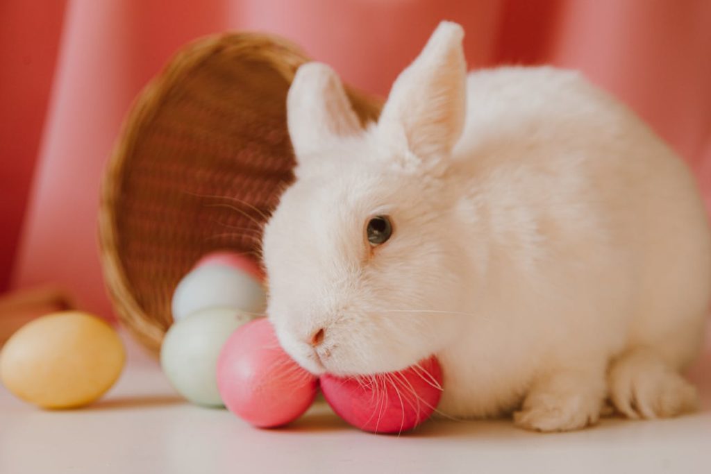 Playful Rabbit Names