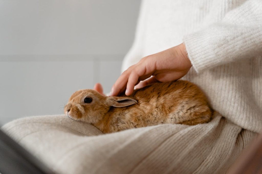 Traditional Rabbit Names