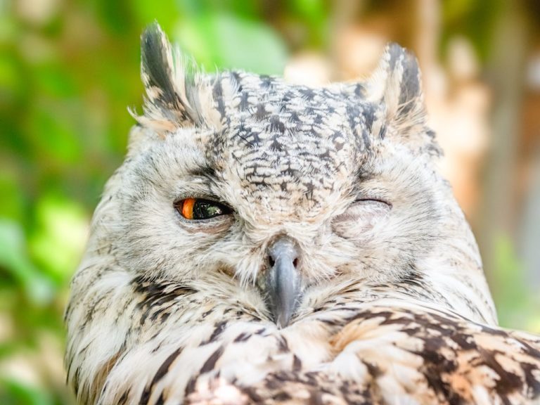 Best Owl Names