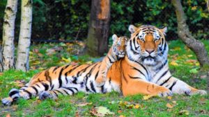 75+ Awesome Names for Tigers: Unleash the Power Names for Tigers
