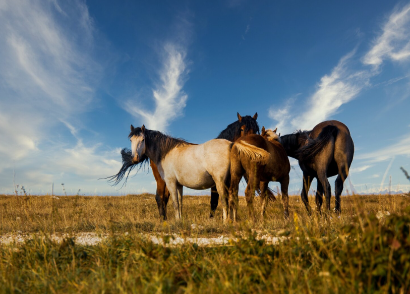 Diva Horse Names