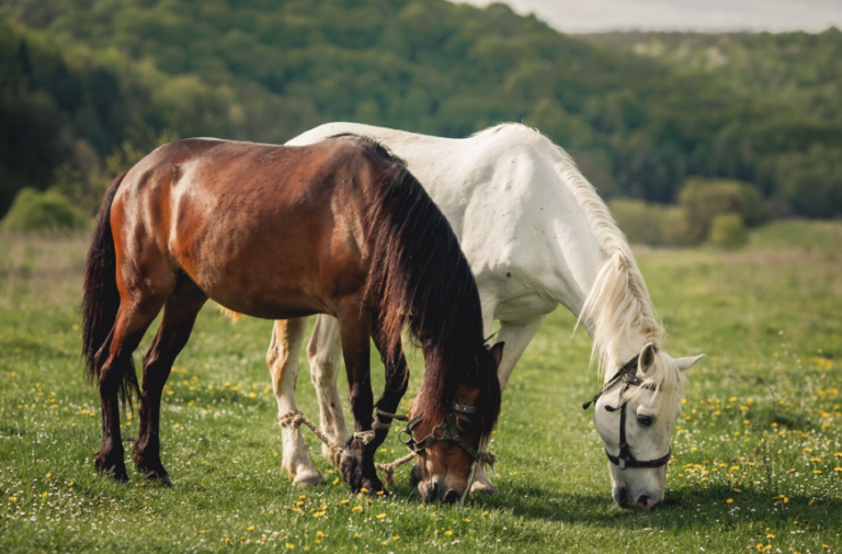 Horse Names
